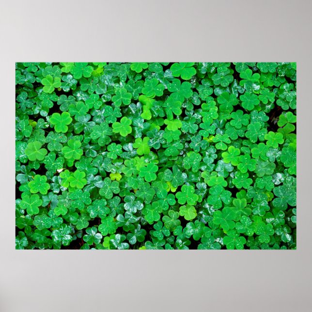 Affiche Oxalis des bois au printemps (Devant)