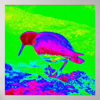 Affiche Oyster Catcher