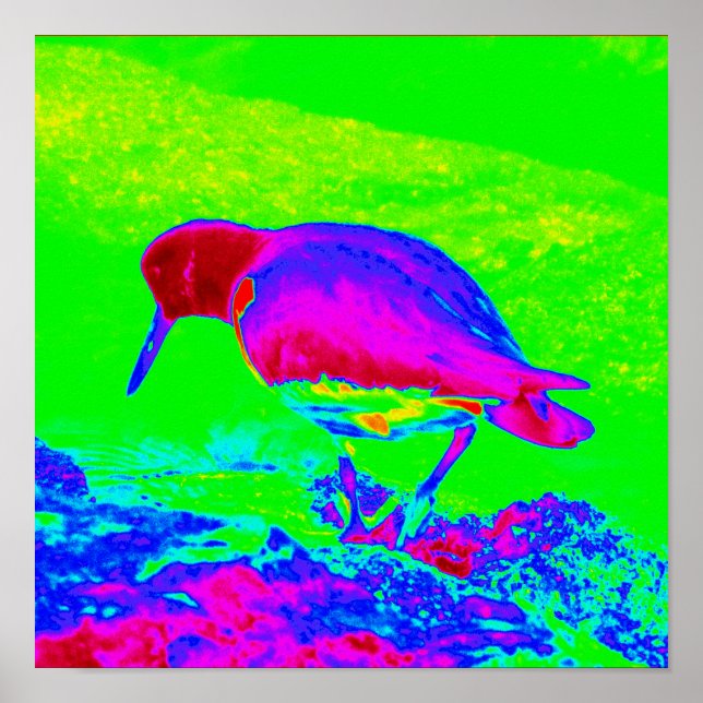 Affiche Oyster Catcher (Devant)