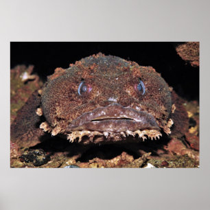 Affiche Oyster Toad Portrait
