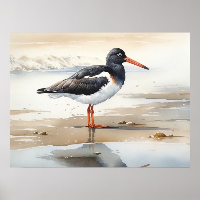 Affiche Oystercatcher Oiseau Art Imprimer l'affiche (Devant)