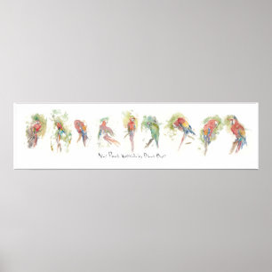 Affiche P3, Neuf perroquets, aquarelle par Dennis Boyce