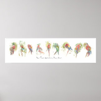 Affiche P3, Neuf perroquets, aquarelle par Dennis Boyce