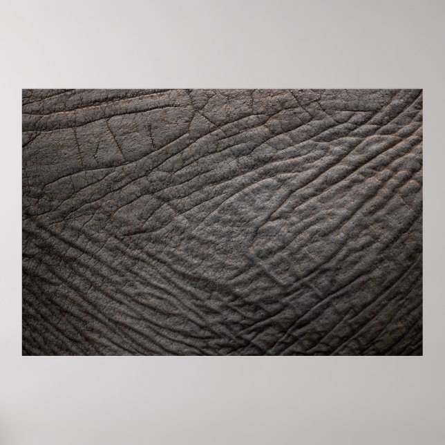 Affiche Pachyderme de texture de peau d'éléphant (Devant)
