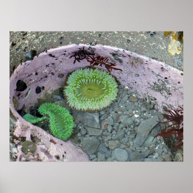 Affiche Pacific Northwest Tidepool with Green Anenomes (Devant)