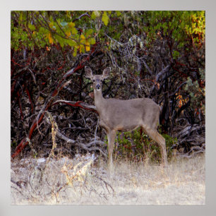 Affiche Pacifiquement...