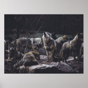 Affiche Pack Wolf