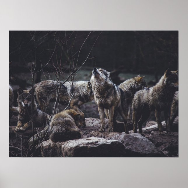 Affiche Pack Wolf (Devant)