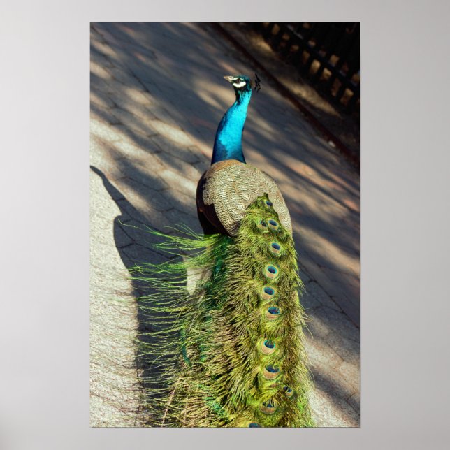 Affiche Pacock (Devant)
