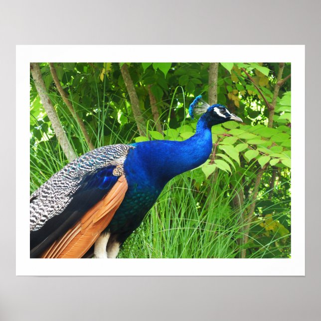 Affiche Pacock (Devant)