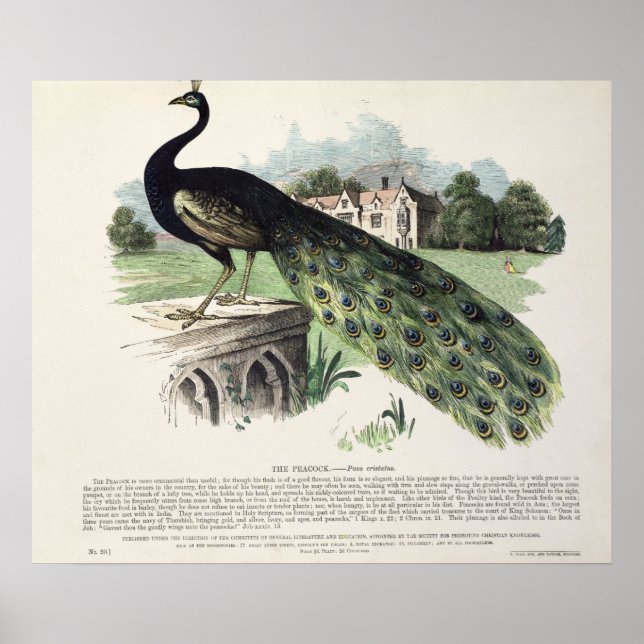 Affiche Pacock (Devant)