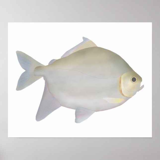 Affiche Pacu Murutinga (Devant)