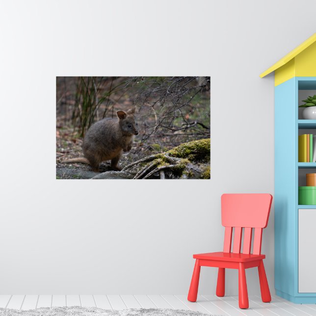 Affiche Pademelon Australie, Photo d'animal mignon (Pépinière 1)