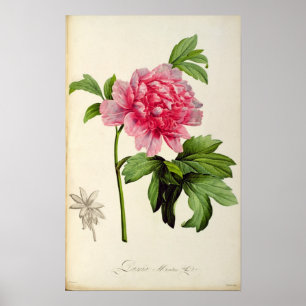 Affiche Paeonia Moutan, c.1799