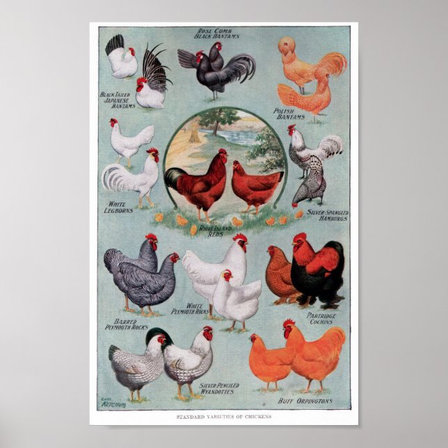 Affiche Page Livre Vintage de poulets (Devant)