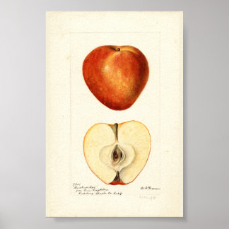 Affiche Page Pomologique Aquarelle Marshall Rouge