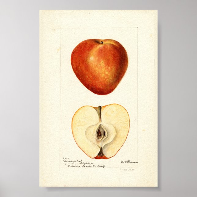 Affiche Page Pomologique Aquarelle Marshall Rouge (Devant)