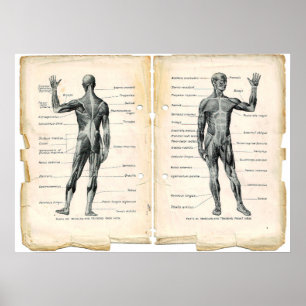Affiche Pages de livres d'anatomie vintage