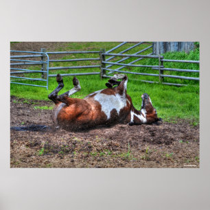 Affiche Paint Horse Rolling in Mud Funny Equine Photo