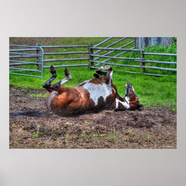 Affiche Paint Horse Rolling in Mud Funny Equine Photo (Devant)