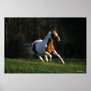 Affiche Paint Horse Running Fast