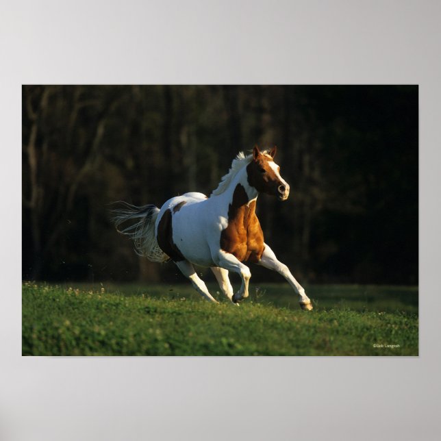 Affiche Paint Horse Running Fast (Devant)