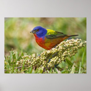 Affiche Painted Bunting Passerina citria) adult male
