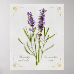 Affiche Painted Lavandula Vera Serenity et Calm
