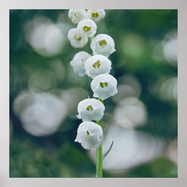 Affiche Painterly Soft Lilly des fleurs de la vallée (Devant)