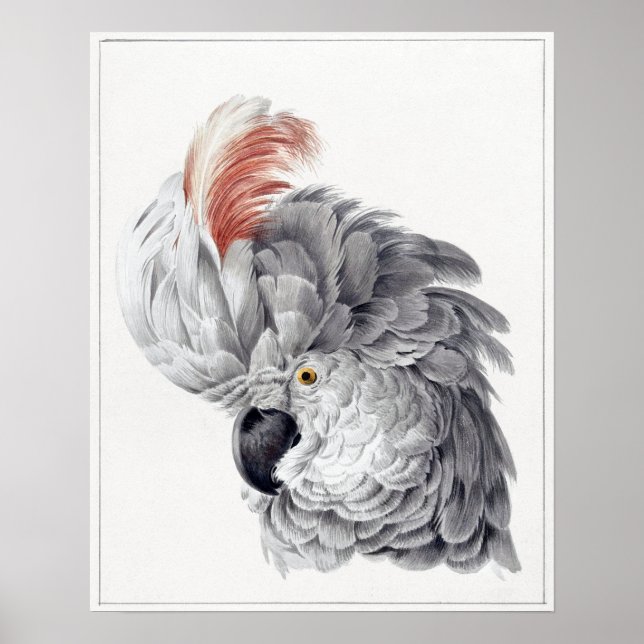 Affiche Painting Of a Cockatoo Head Parrot - Aert Schouman (Devant)