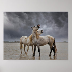 Affiche Pair of Camargue Horse Stallions, Southern France
