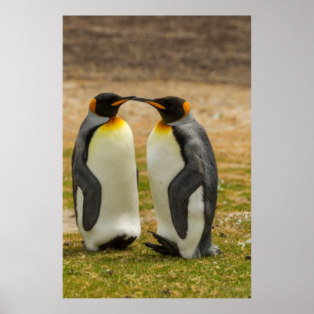 Affiche Pair of King Penguins, Falklands (Devant)