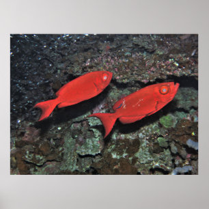 Affiche Paire de Bigeyes