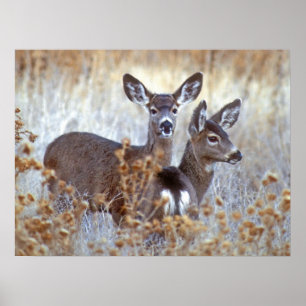 Affiche Paire de cerfs de Mule sauvage Californie