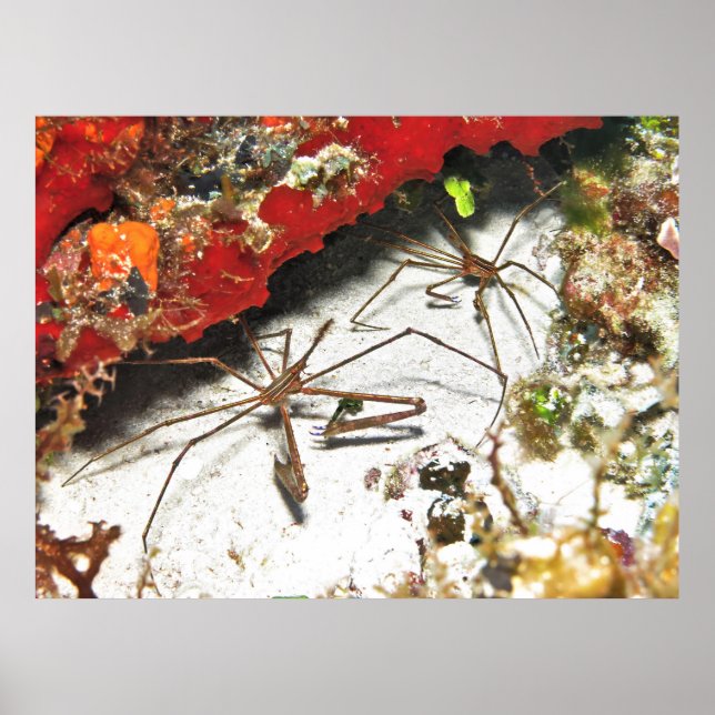 Affiche Paire de crabes à flèches (Devant)