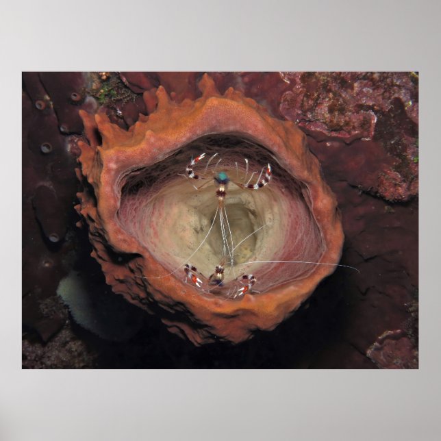 Affiche Paire de crevettes dans une éponge (Devant)