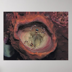 Affiche Paire de crevettes nettoyantes à bande