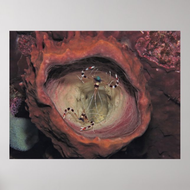 Affiche Paire de crevettes nettoyantes à bande (Devant)