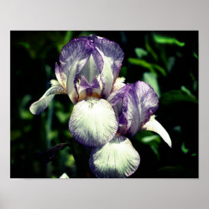 Affiche Paire De Fleur Iris À Peau Violet Et Blanc