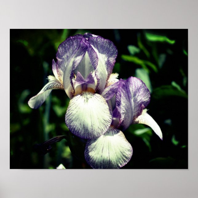Affiche Paire De Fleur Iris À Peau Violet Et Blanc (Devant)