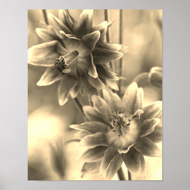 Affiche Paire De Fleurs À Sepia Tint (Devant)