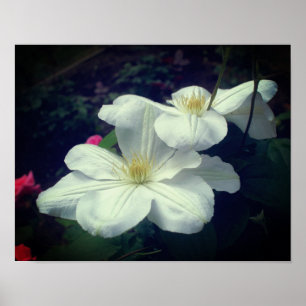 Affiche Paire de fleurs Clematis blanches