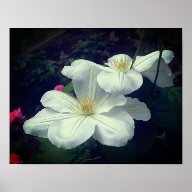 Affiche Paire de fleurs Clematis blanches (Devant)