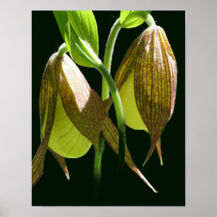 Affiche Paire de fleurs de chlipse blanche orchidée