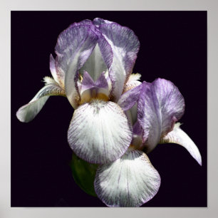 Affiche Paire de fleurs d'iris barbus violets et blancs