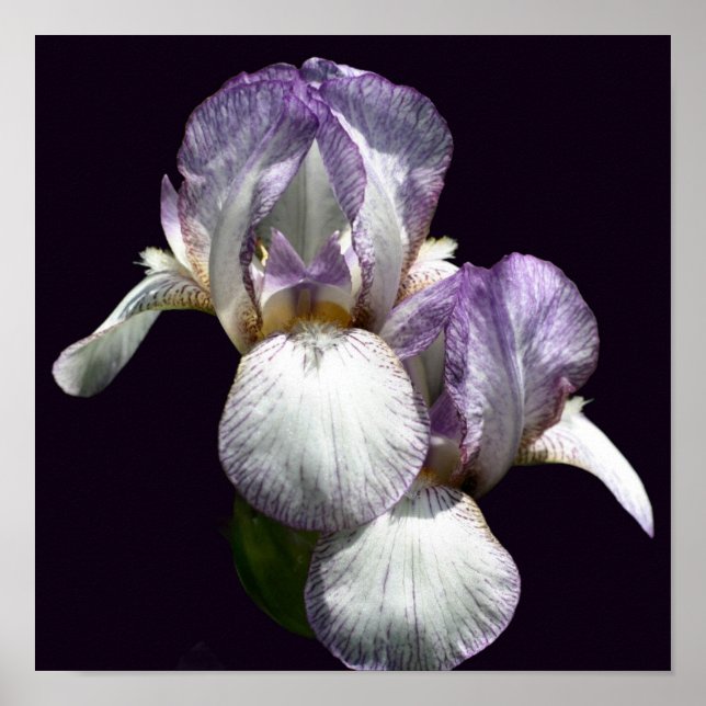 Affiche Paire de fleurs d'iris barbus violets et blancs  (Devant)