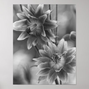 Affiche Paire De Fleurs En Noir Et Blanc