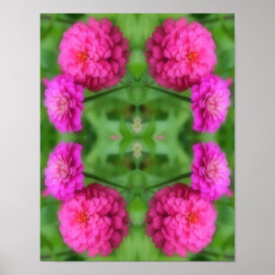 Affiche Paire de fleurs rose Zinnia Abstrait