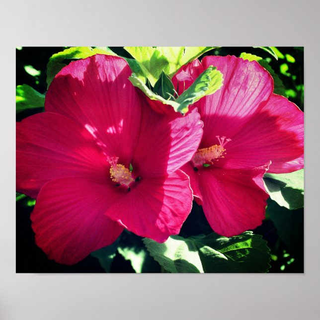Affiche Paire de fleurs rouge Hibiscus gros (Devant)
