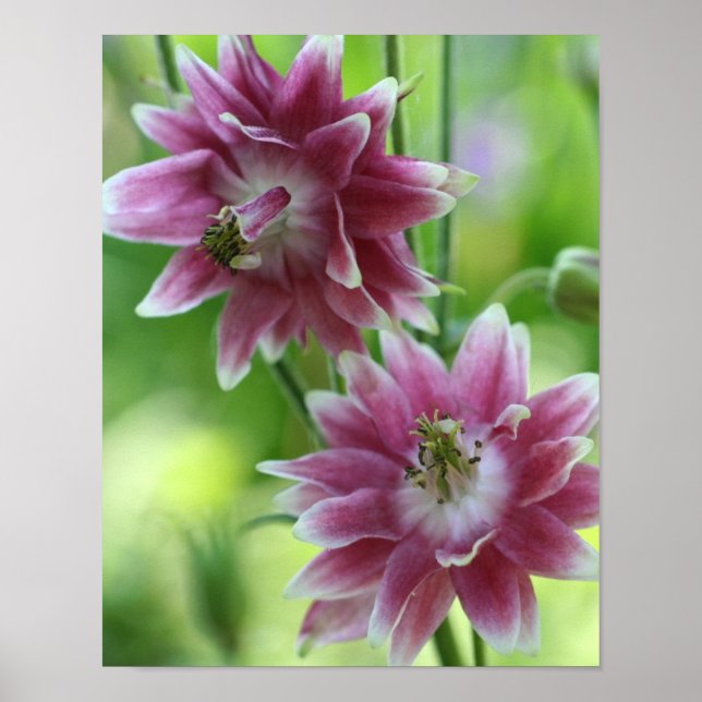 Affiche Paire de fleurs rouges et blanches  (Devant)